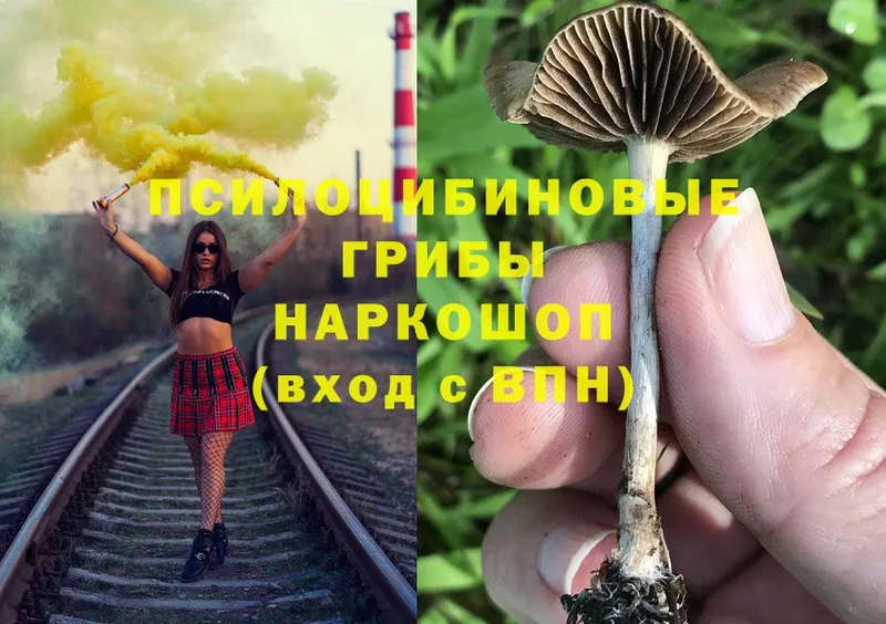 Галлюциногенные грибы Psilocybe Касли